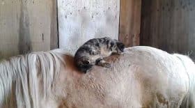 chat dort sur le dos d'un cheval