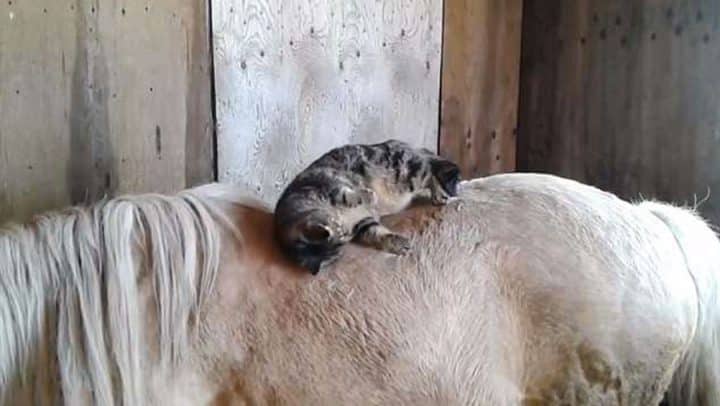 chat dort sur le dos d'un cheval