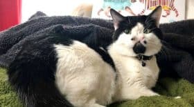 chat, nez