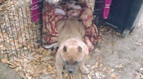 chienne abandonnée
