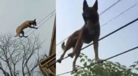 un chien funambule marche sur des câbles