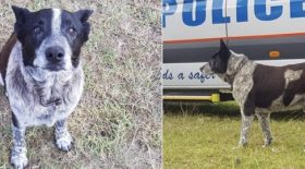 ce chien aveugle et sourd a sauvé la vie d'une petite fille en Australie