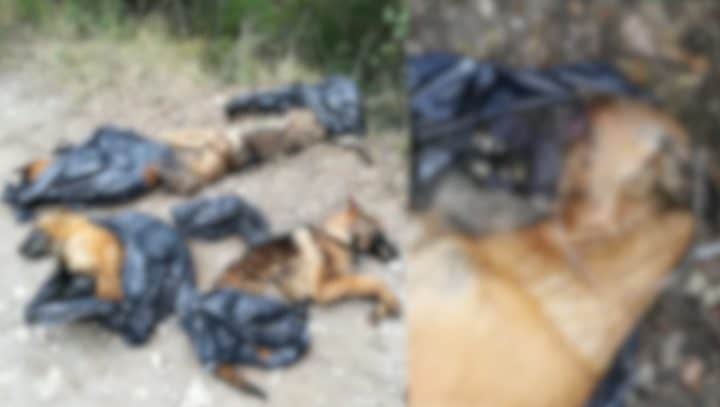 quatre cadavres de chiens ont été retrouvés dans le Vaucluse