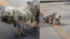 ce chien errant était repoussant, mais un couple l'a adopté, il est aujourd'hui méconnaissable