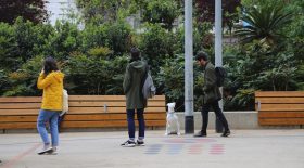 chiens