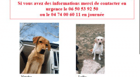 chiens d'aveugle, appel à témoins