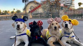 chiens guides disney