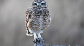 chouettes