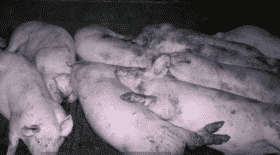 cochons