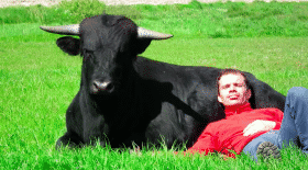 corrida - taureau