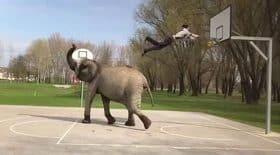 slam dunk panier basket éléphant dompté