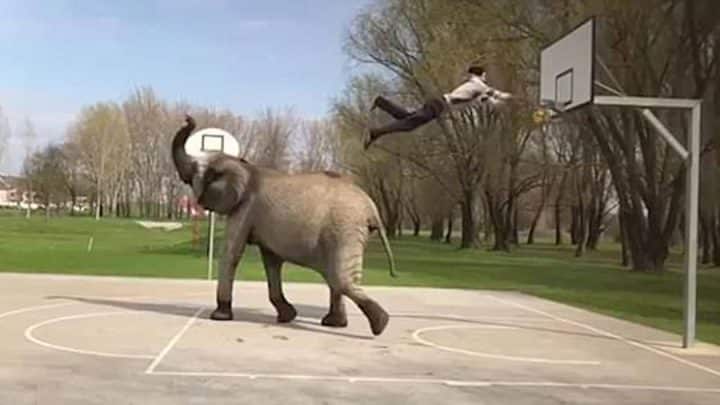 slam dunk panier basket éléphant dompté