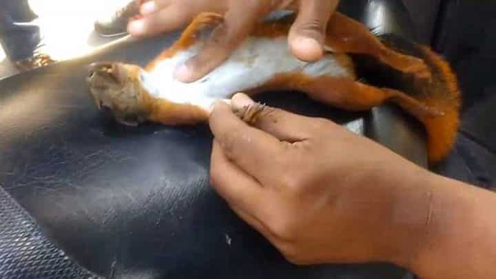 massage cardiaque sur un écureuil