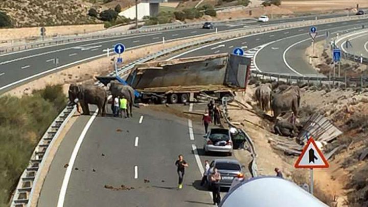 éléphant mort dans un accident de camion sur l'autoroute