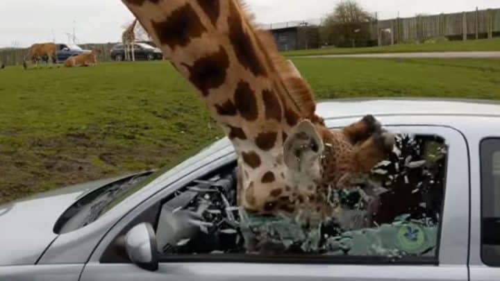 girafe coince sa tête dans la vitre
