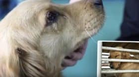 golden retriever