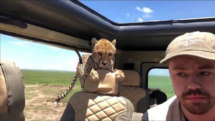 guépard saute dans une voiture safari
