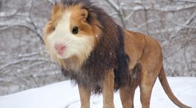 Il crée des mash-up d'animaux, et c'est surréaliste