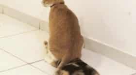 chats