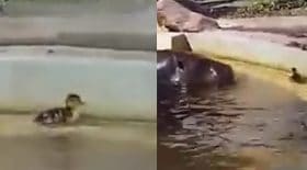 Des hippopotames viennent en aide à un petit canard