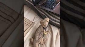 iguane ordinateur