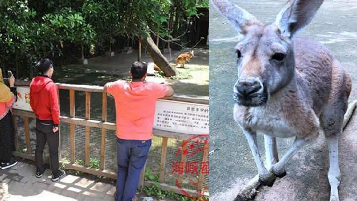 visiteurs lancent briques sur les kangourous