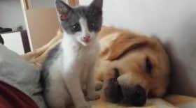 chaton mignon
