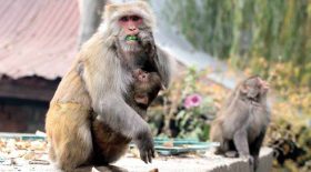 singe