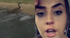 Elle croise une oie blessée