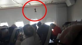 un oiseau a pris l'avion
