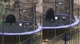 Un ours s'éclate sur un trampoline