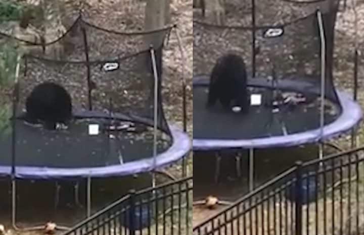 Un ours s'éclate sur un trampoline