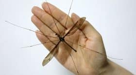 record du monde plus grand moustique