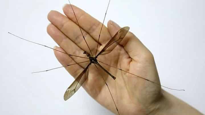 record du monde plus grand moustique