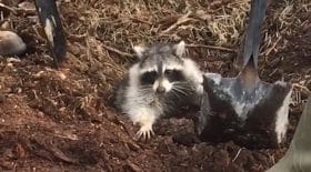 Un pauvre raton laveur coincé sous les débris