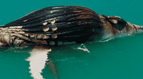 requin - crocodile - baleine
