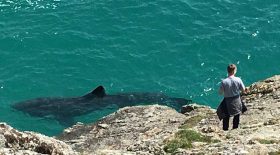 requin - kayakiste