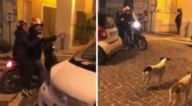 chiens scooter