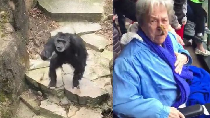 chimpanzé lance une crotte