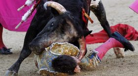 taureau - toréadore - corrida