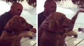 chien commande au bar