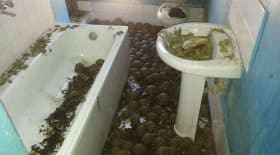 tortues étoilées de madagascar enfermées