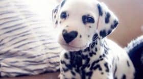 wiley dalmatien nez coeur