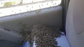 abeilles en liberté volent voiture prisonnieres