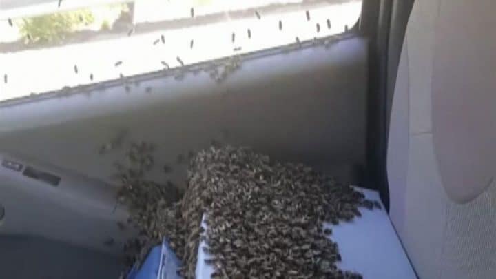 abeilles en liberté volent voiture prisonnieres