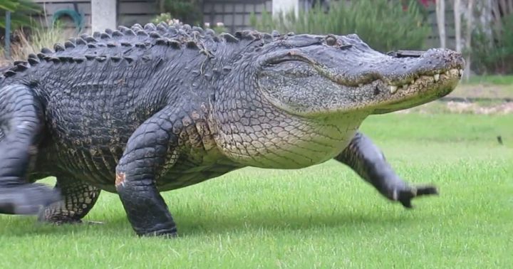 alligator, animal, tuer, police, délinquant, 