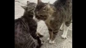 chats