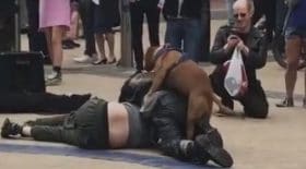 chien bagarre
