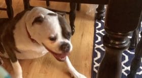 ce bouledogue a peur de l'orage, son jeune maitre va le réconforter