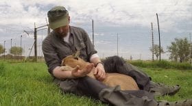 Ce caracal prend ce bénévole pour sa mère !